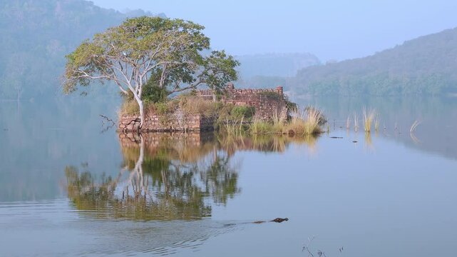 Lake Padam Talao at morning. Crocodile floating. Ancient ruins are reflected in mirror water. Ranthambore National Park, Rajasthan, India