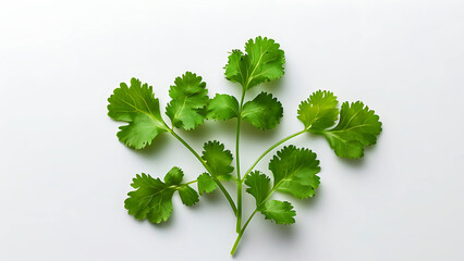 Fresh cilantro sprig on white