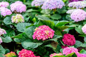 hydrangeas coloful flowers on its branches at hydrangea flower garden.