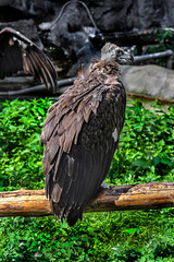 Cinereous vulture also known as the black vulture, monk vulture, or Eurasian black vulture. Latin name - Aegypius monachus