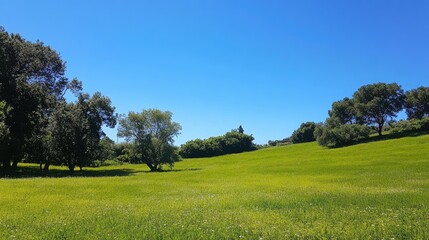 Obraz premium Lush green meadow under clear blue sky