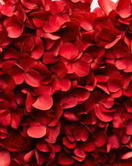 Obraz premium A vibrant arrangement of red flower petals, showcasing rich hues and delicate shapes that evoke beauty and romance.