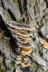 Polypore mushroom Trametes versicolor - tree mushroom on old rotten stump, Ukraine
