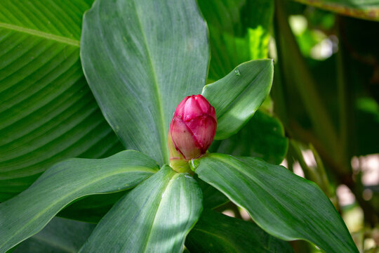 A cana-do-brejo &eacute; uma planta medicinal, tamb&eacute;m conhecida como canarana, cana-roxa ou cana-de-macaco.