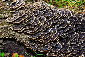 Polypore mushroom Trametes versicolor - tree mushroom on old rotten stump, Ukraine