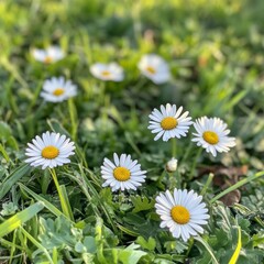 Fototapeta premium Daisies in the meadow