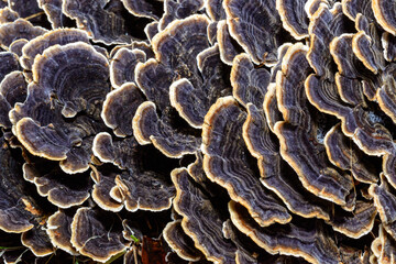 Polypore mushroom Trametes versicolor - tree mushroom on old rotten stump, Ukraine © Oleg Kovtun