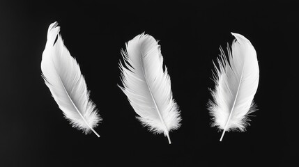 Obraz premium white feathers flying on a black background,
