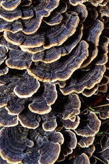Polypore mushroom Trametes versicolor - tree mushroom on old rotten stump, Ukraine