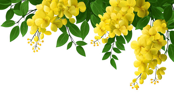 Golden Shower Cassia fistula Kani Konna flower illustration without background for Kerala festival vishu celebration, on isolated transparent background png


