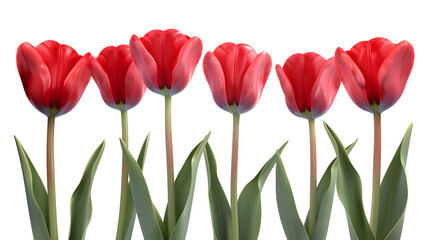 Five vibrant red tulips isolated on a white background, presenting a minimalist and elegant floral design perfect for decor, artwork, and nature-inspired projects