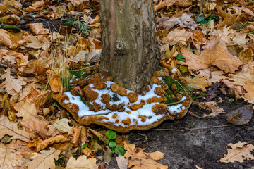 Snow on a mushroom, Phellinus robustus - saprophytic wood fungus on an old oak tree stump, Ukraine