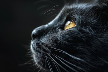 A cat with a green eye is staring at the camera