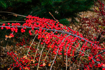 Rockspray cotoneaster, Many red fruits on the branches of a cotoneaster horizontalis bush in the...