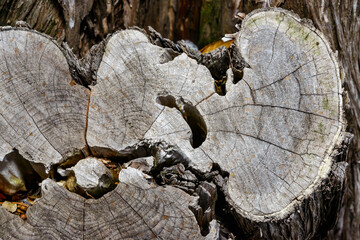 Dry gray stump of cut tree in garden, Ukraine