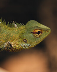 lizard on a tree closeup.