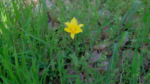 yellow flower in the grass strit 2023 2024 