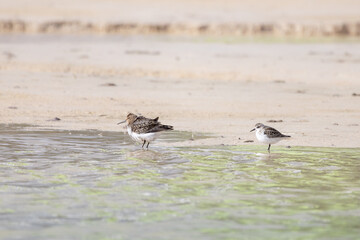 Alpenstrandläufer auf Futtersuche am Strand