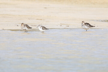 Alpenstrandläufer auf Futtersuche am Strand