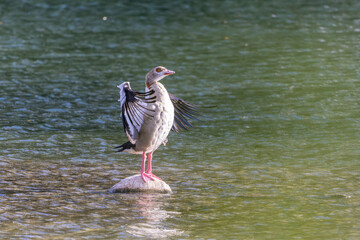 Nilgans steht auf einem Stein im Wasser und flattert mit den Flügeln