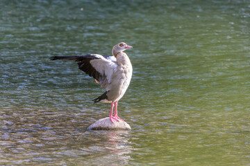 Nilgans steht auf einem Stein im Wasser und flattert mit den Flügeln