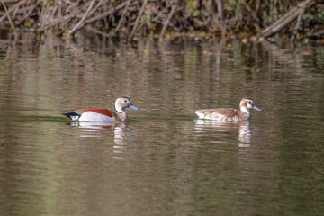Rotschulterentenpaar schwimmt im See