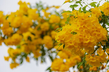 Selective focus Yellow elder flowers on the tree in garden, Tecoma stans or Trumpetbush is a species of flowering perennial shrub in the trumpet vine, Family of Bignoniaceae, Nature floral background.