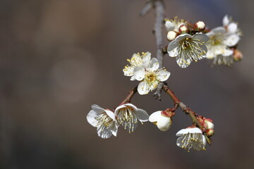 寒さに耐え気品よく咲く