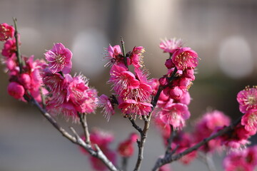 寒さに耐え気品よく咲く