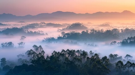 Fototapeta premium Serene misty forest at dawn a dreamlike atmosphere with trees fading into the fog