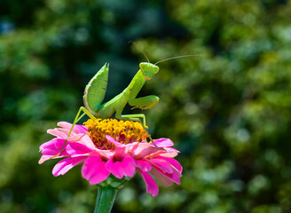 Mantis Hierodula transcaucasica - young green praying mantis hunting flying insects on pink flower