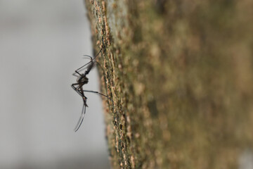 close up of mosquito on tree trunk with blurred background