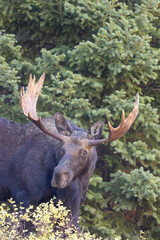Bull Moose in the rut in Autumn in Grand Teton National Park Wyoming