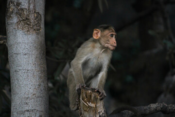 Cute Monkey Spotted in South India, Tamil Nadu in the hill region
