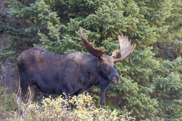 Bull Moose in the rut in Autumn in Grand Teton National Park Wyoming
