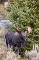 Bull Moose in the rut in Autumn in Grand Teton National Park Wyoming