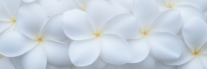 Fototapeta premium White Plumeria Blossom Background - Serenity, purity, peace, tranquility, nature. Soft white flowers, close up.