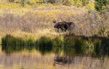 Bull Moose in the rut in Autumn in Grand Teton National Park Wyoming