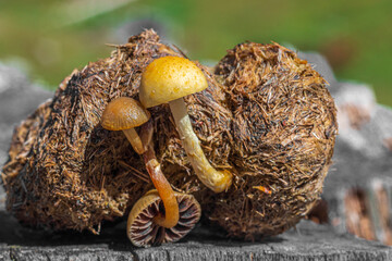 Fruit bodies of the agaric fungus Stropharia semiglobata growing on cow dung