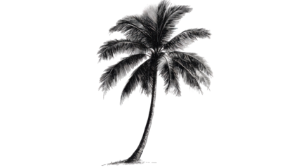 Black and White Illustration of a Coconut Palm Tree Isolated on White
