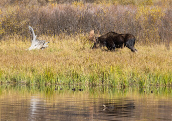 Bull Moose in the rut in Autumn in Grand Teton National Park Wyoming