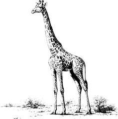 Naklejka premium Black and white ink drawing of a giraffe.