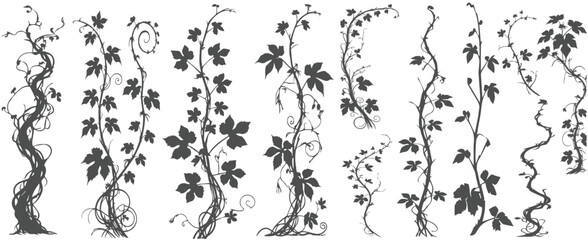 jungle lianas branches silhouette, tropical forest climbing sprouts. Rainforest garden hanging liana vines elements vector illustration se