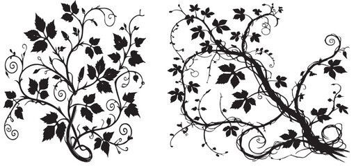 silhouette of climbing ivy leaves vector illustration