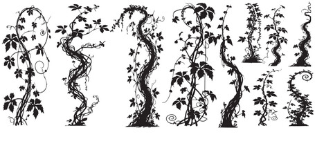 Jungle creeper silhouettes. Tropical forest lianas,  Climbing liana vines flat vector illustration set