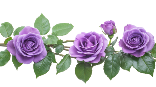 Roses, transparent background