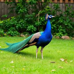 Fototapeta premium peacock in the garden
