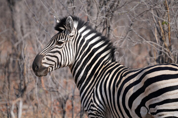 Fototapeta premium Zèbres dan la réserve de Moremi, le long du delta de l'Okavango au Botswana