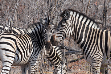 Zèbres dan la réserve de Moremi, le long du delta de l'Okavango au Botswana