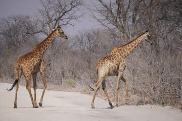 Girafes dans le réserve de Moremi, le long du delta de l'Okavango au Botswana